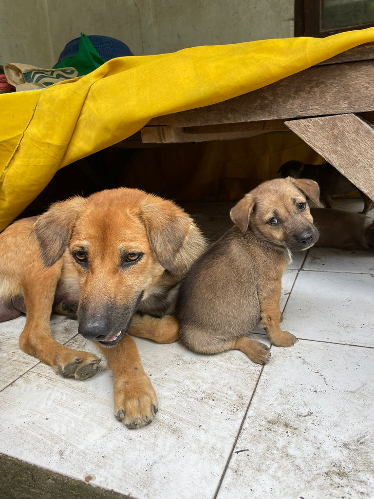 Hope for Bali Dogs 
