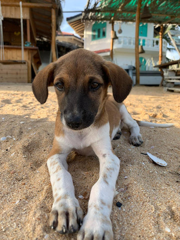 Baby Bo from the beach II