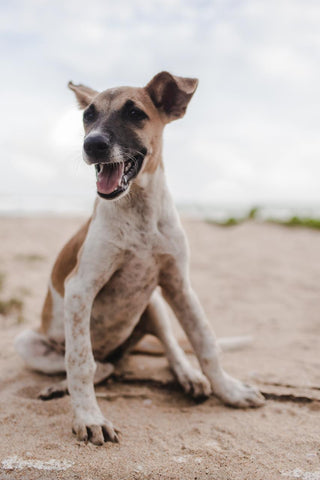 Happy Bo from the beach