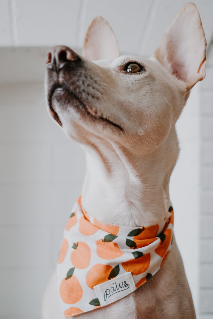 Fresh Pick Bandana worn by Penelope