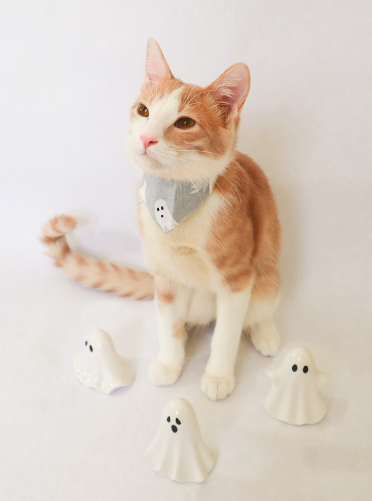 Halloween cat bandana