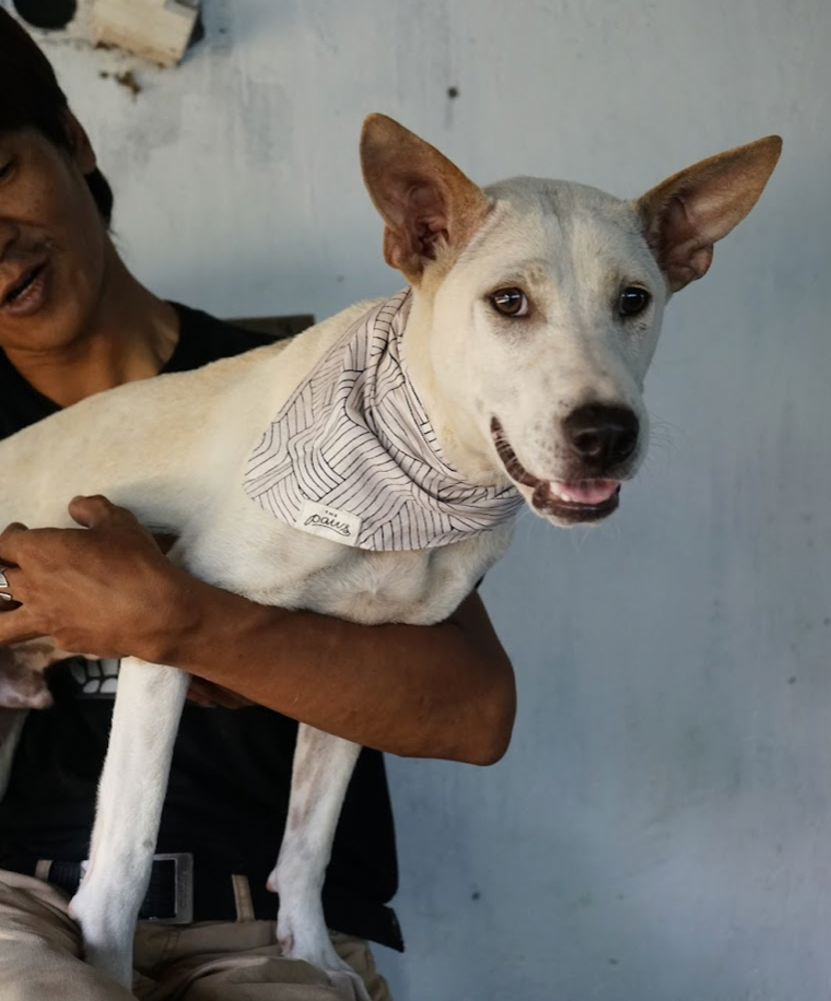 Bali dog adoption photos