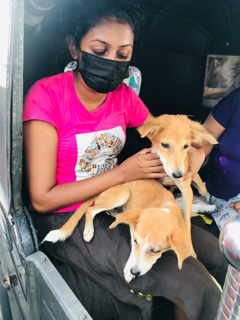 Six Months Of Care - Tuk Tuking with dogs in Sri Lanka