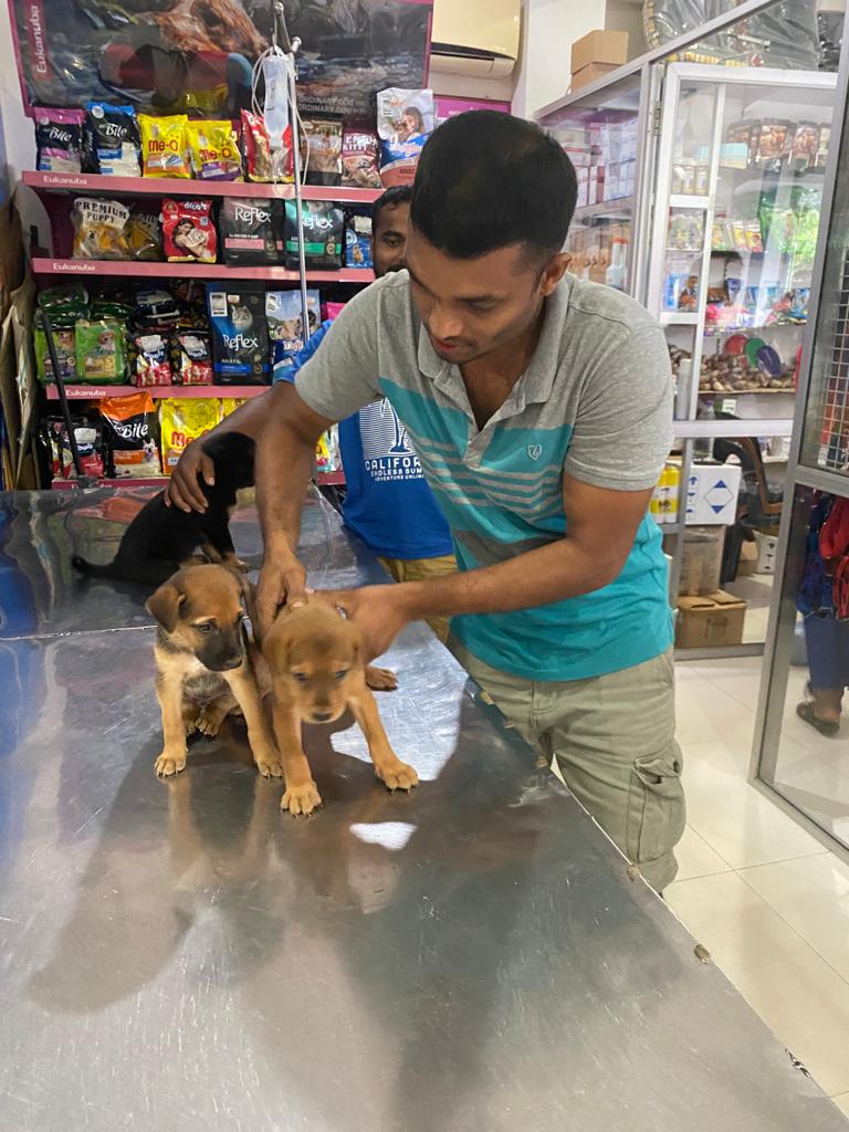 Sri Lanka Puppies 