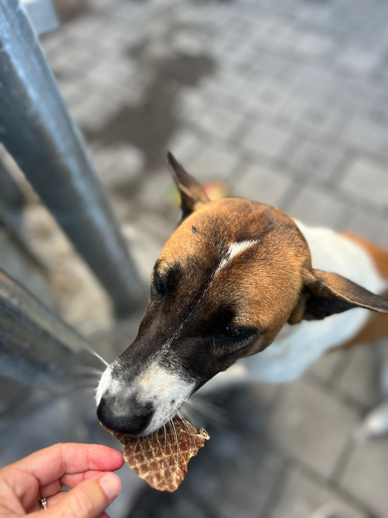 Street dog in bali