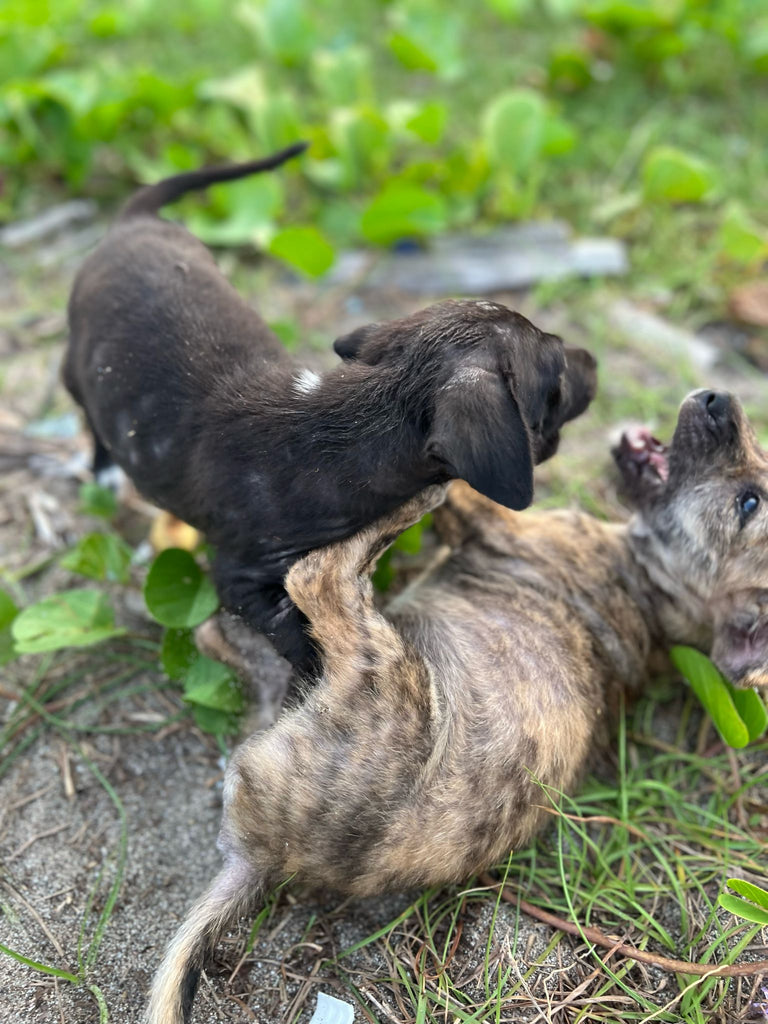 bali stray beach dogs