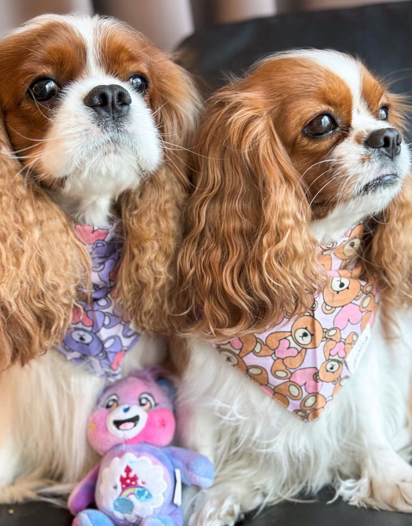 teddy bear dog bandana