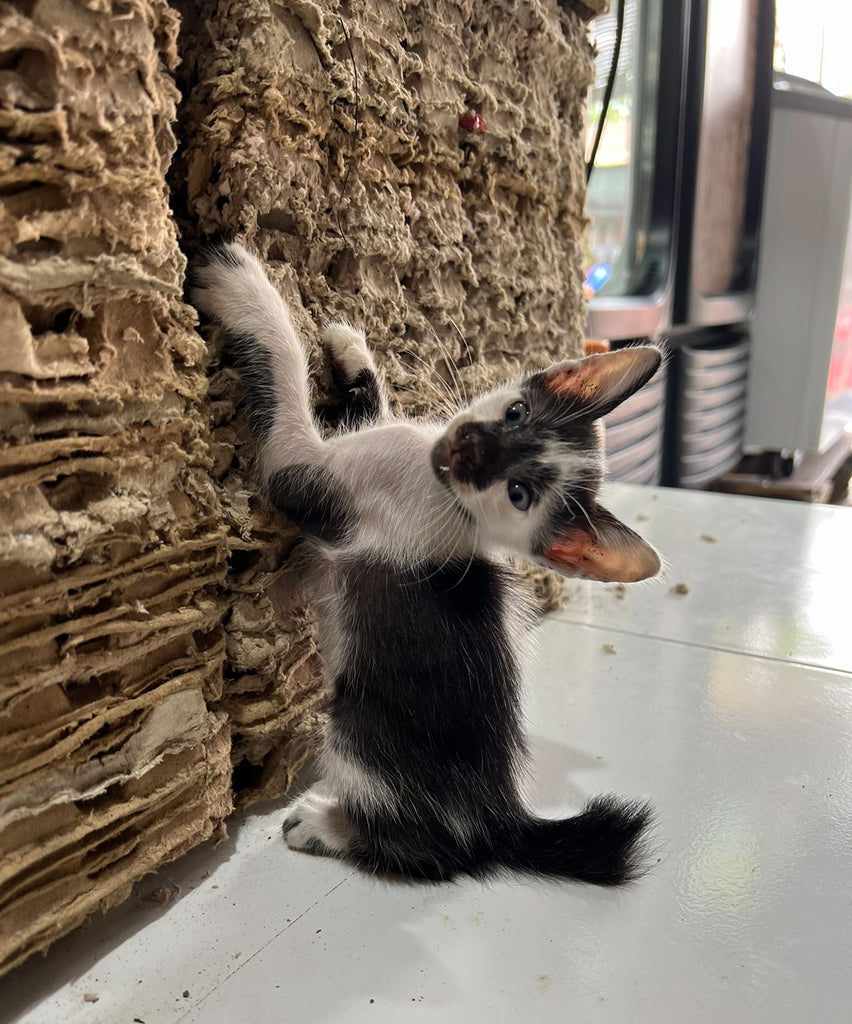 kittens in Canggu bali