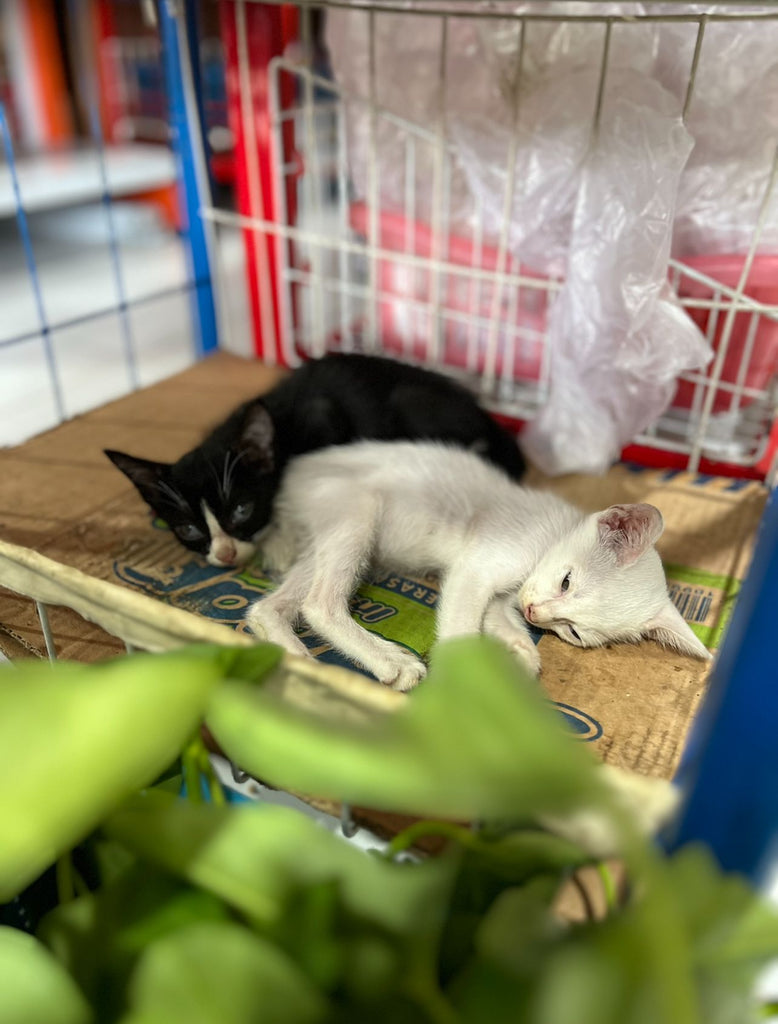 rescue kittens bali