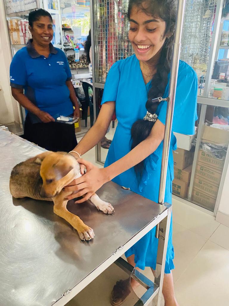 Sri Lanka rescue dog