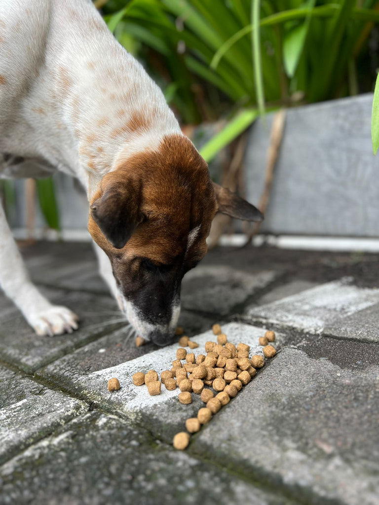 Bali street dog feeding
