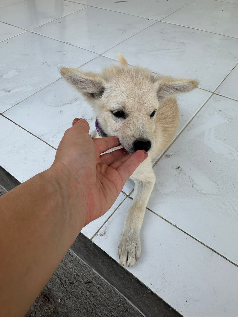 Bali rescue dog