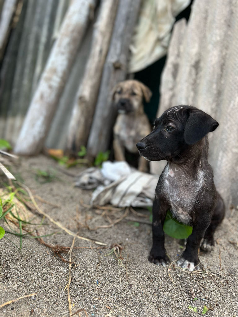 Canggu beach dogs