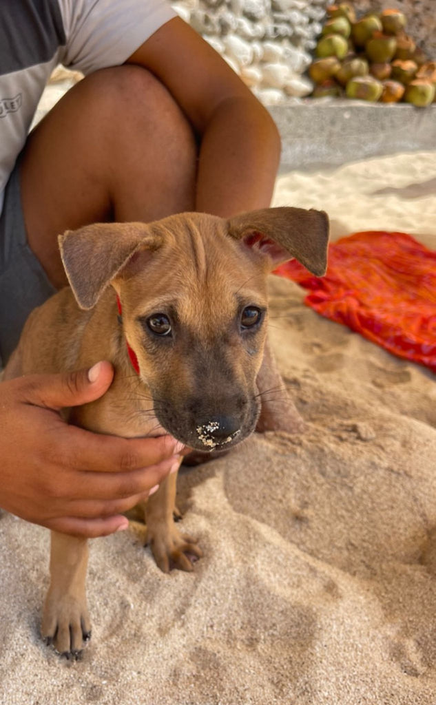 Adopted Bali beach dog