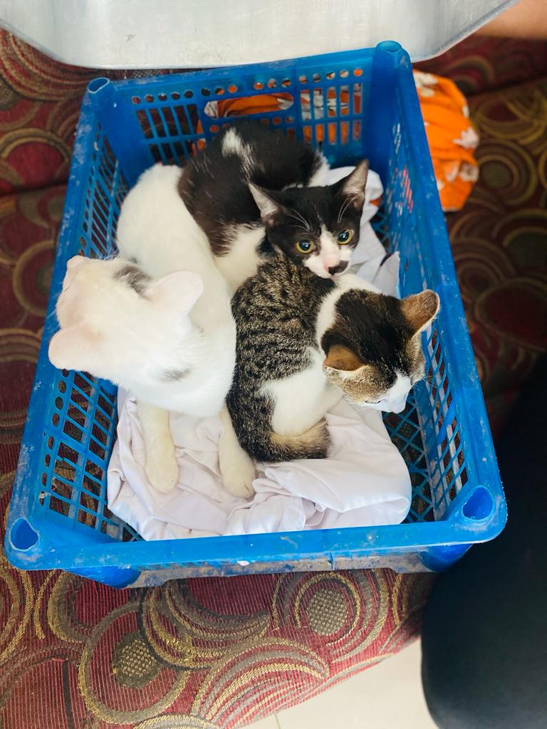 Sri Lanka rescue cats