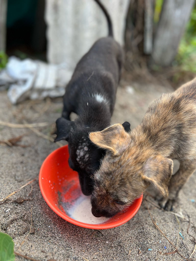 dogs in bali Canggu