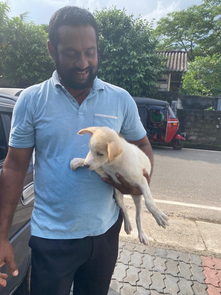dogs in Weligama