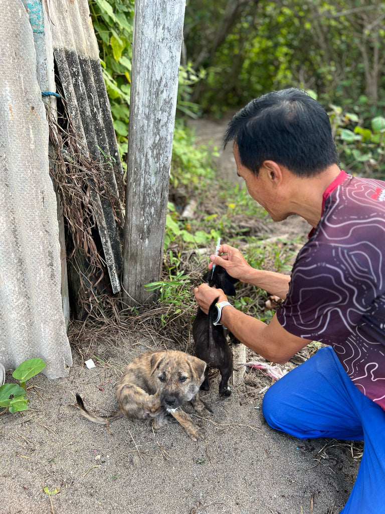 vet Canggu bali