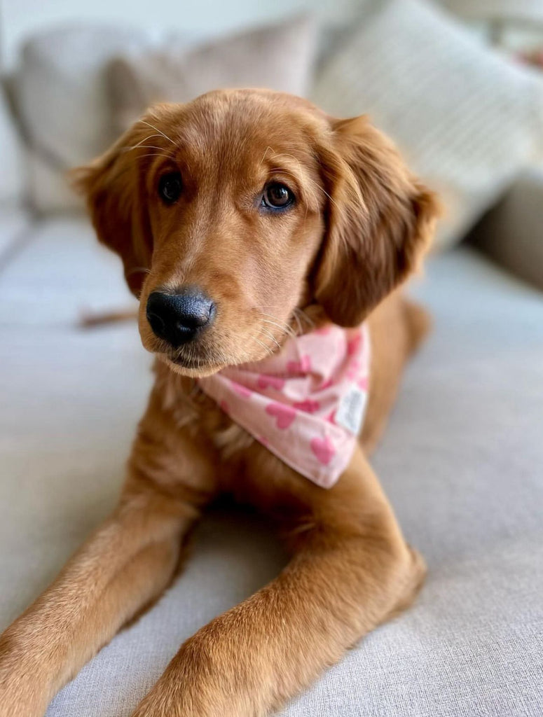 valentine dog bandana