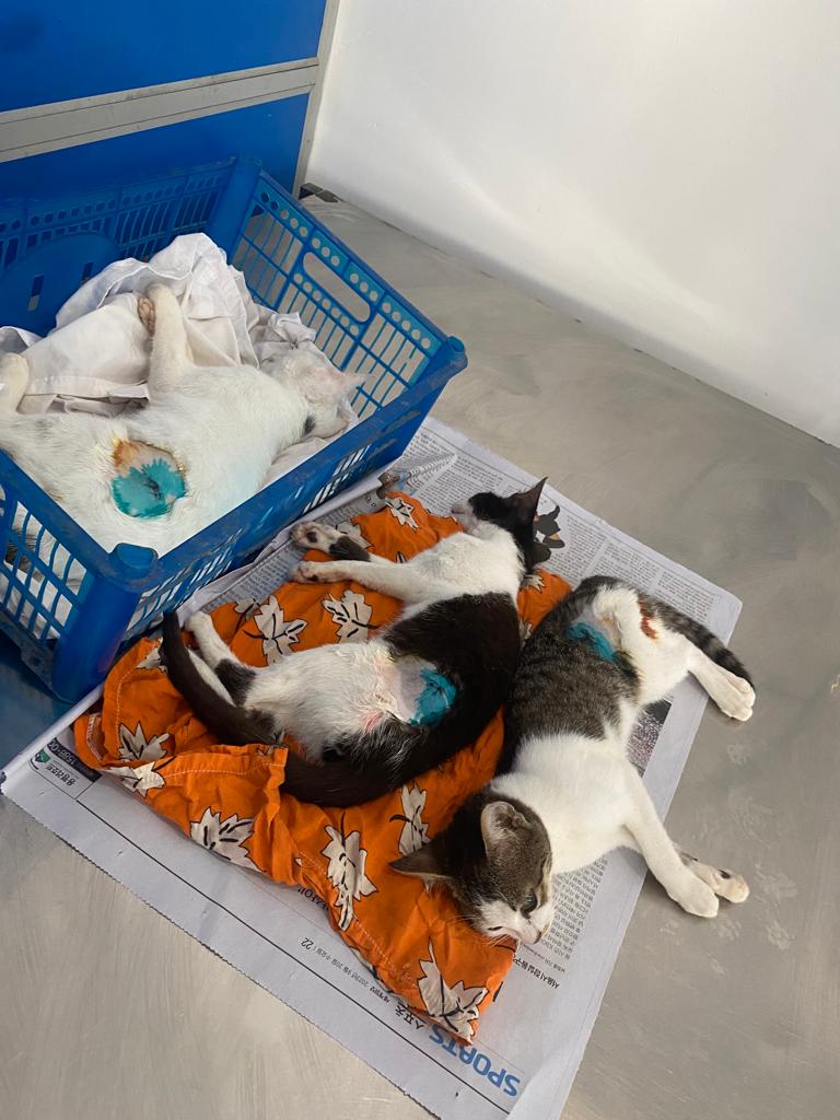 cat sterilization Sri Lanka