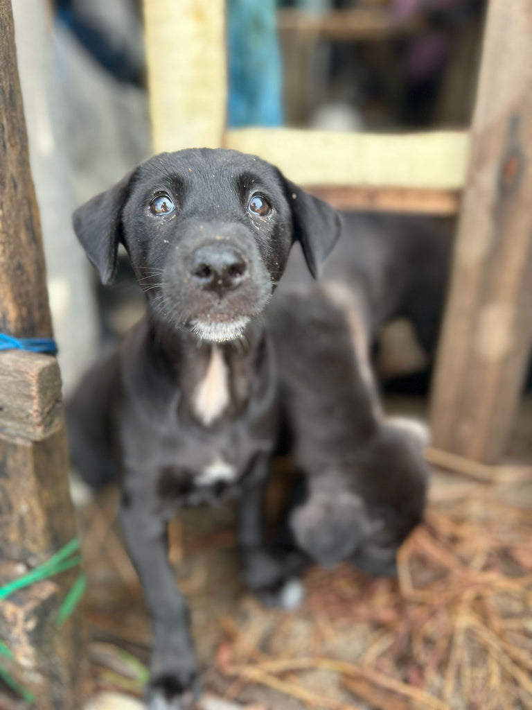 bali beach rescue dog