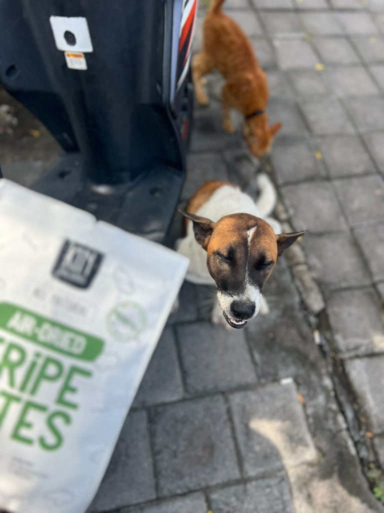 dog feeding in Canggu bali