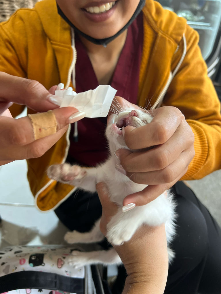 vet clinic Canggu bali