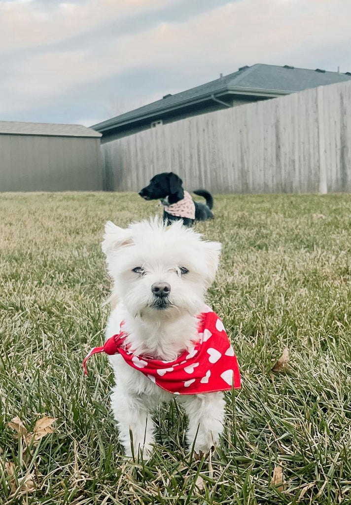 Heart Dog bandana