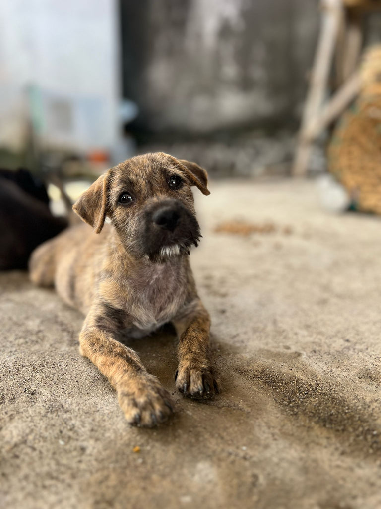 bali beach dog