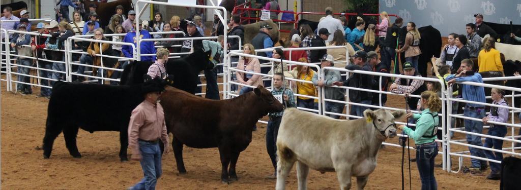 Showing Cattle