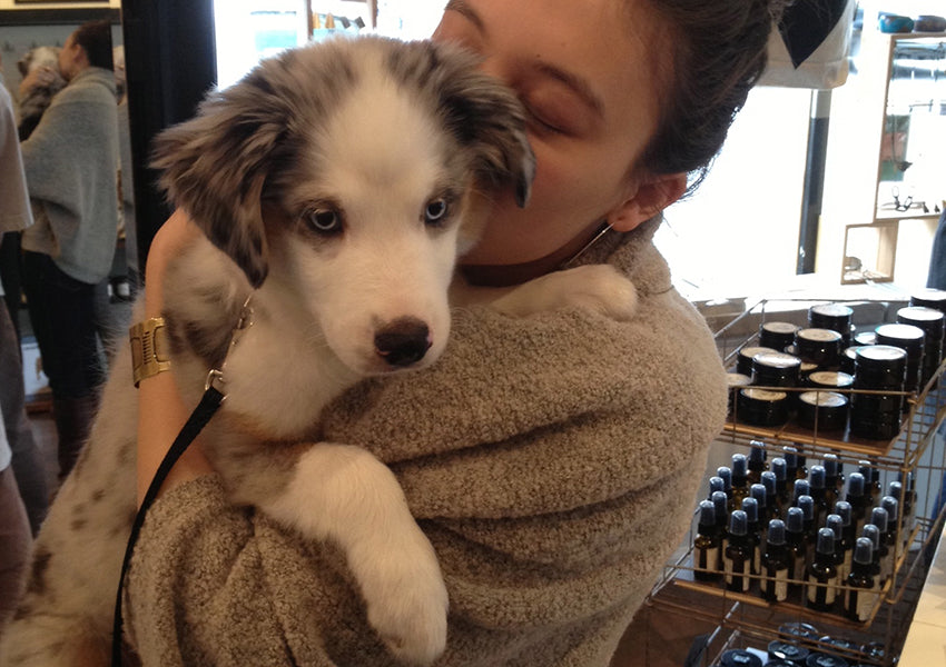 Kira the mini Aussie Shepherd at betsy & iya