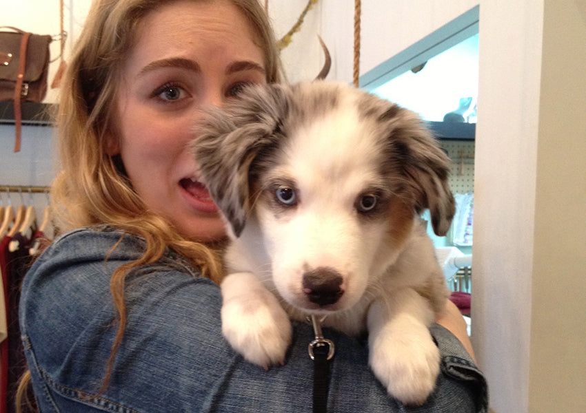 Kira the Mini Aussie Shepherd at betsy & iya