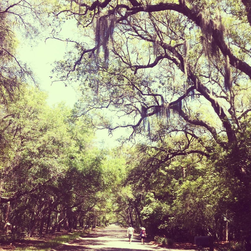 Miles and miles of trees with Spanish Moss from South Carolina.