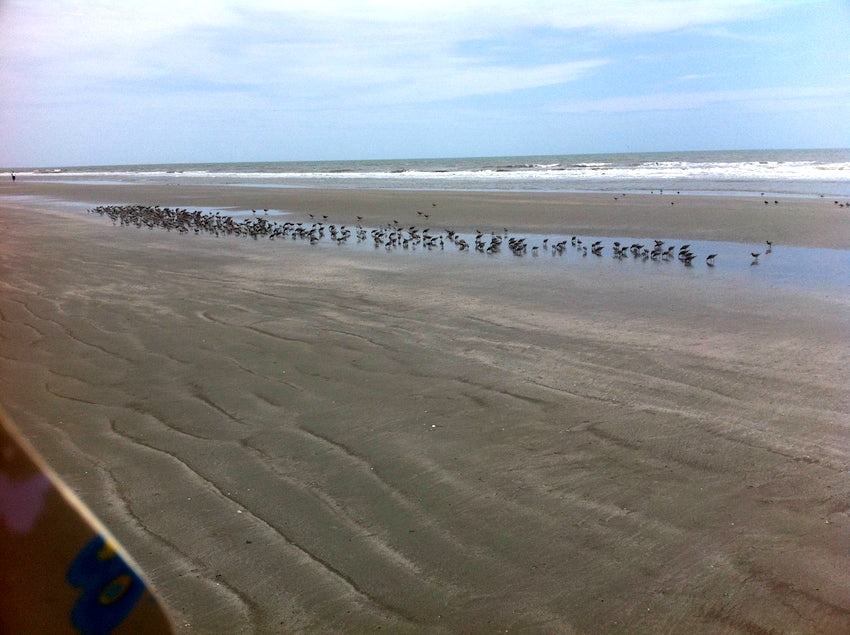 A flock of birds on the sand at Kiawah Island, South Carolina.