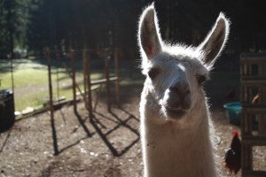 lookey llama