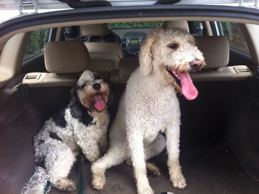 Two tired, panting dogs in the back of a car after a park trip.