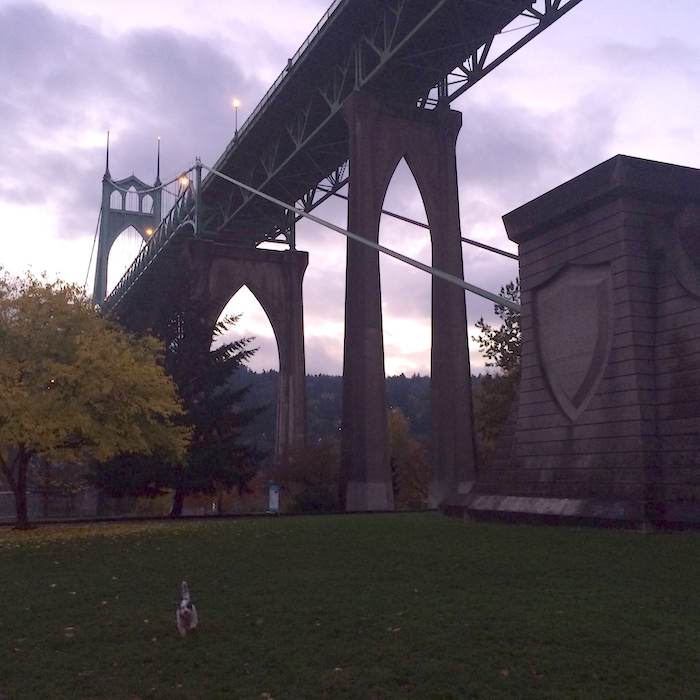 A beautiful scene under the St. Johns bridge at Cathedral Park in Portland.