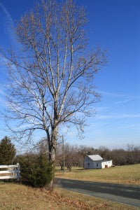 Great Grandma Bessie's Old House