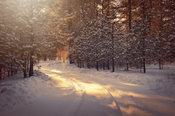 snow in the woods with golden sunlight