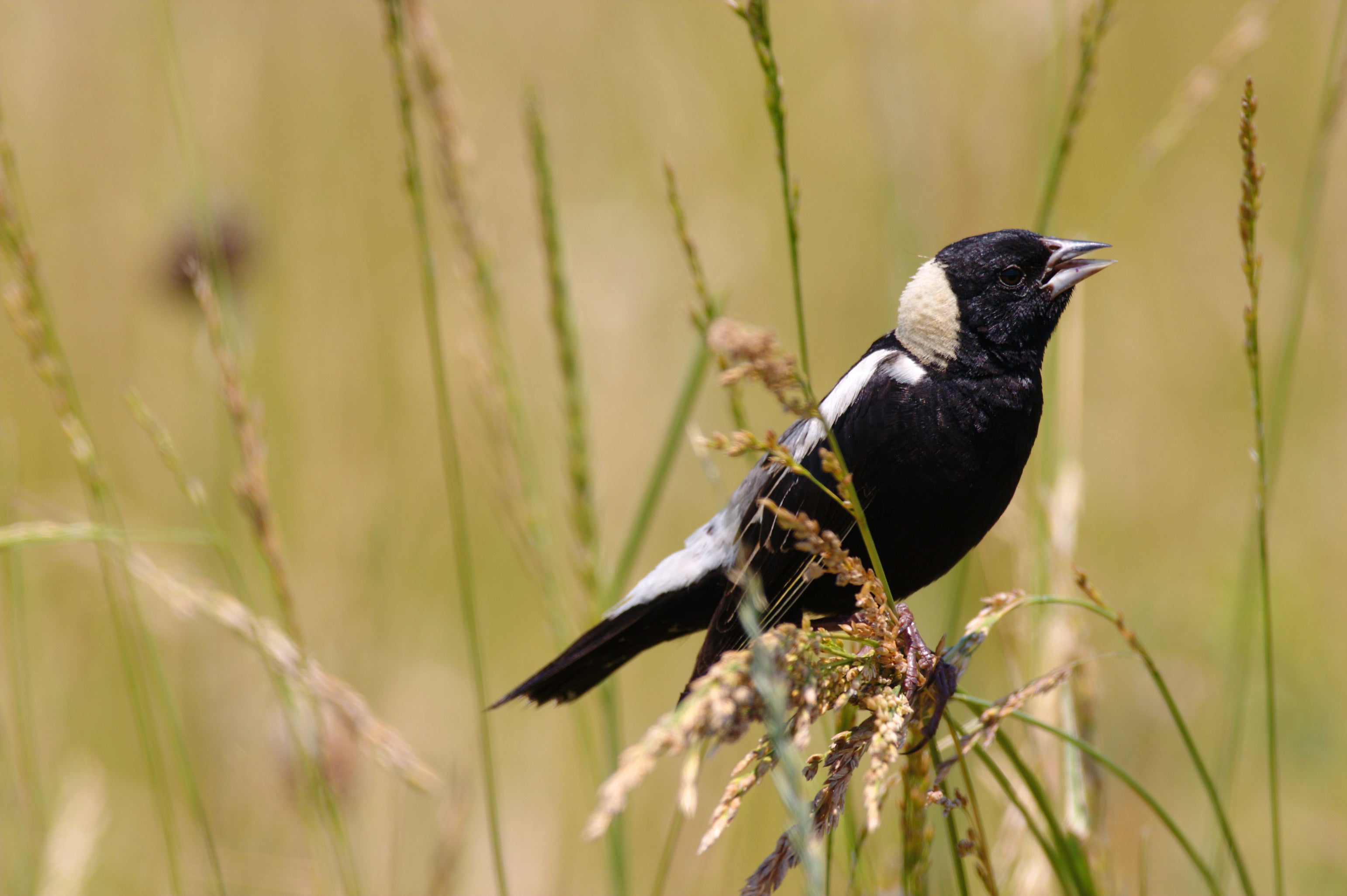 The Bobolink, or New World Blackbird