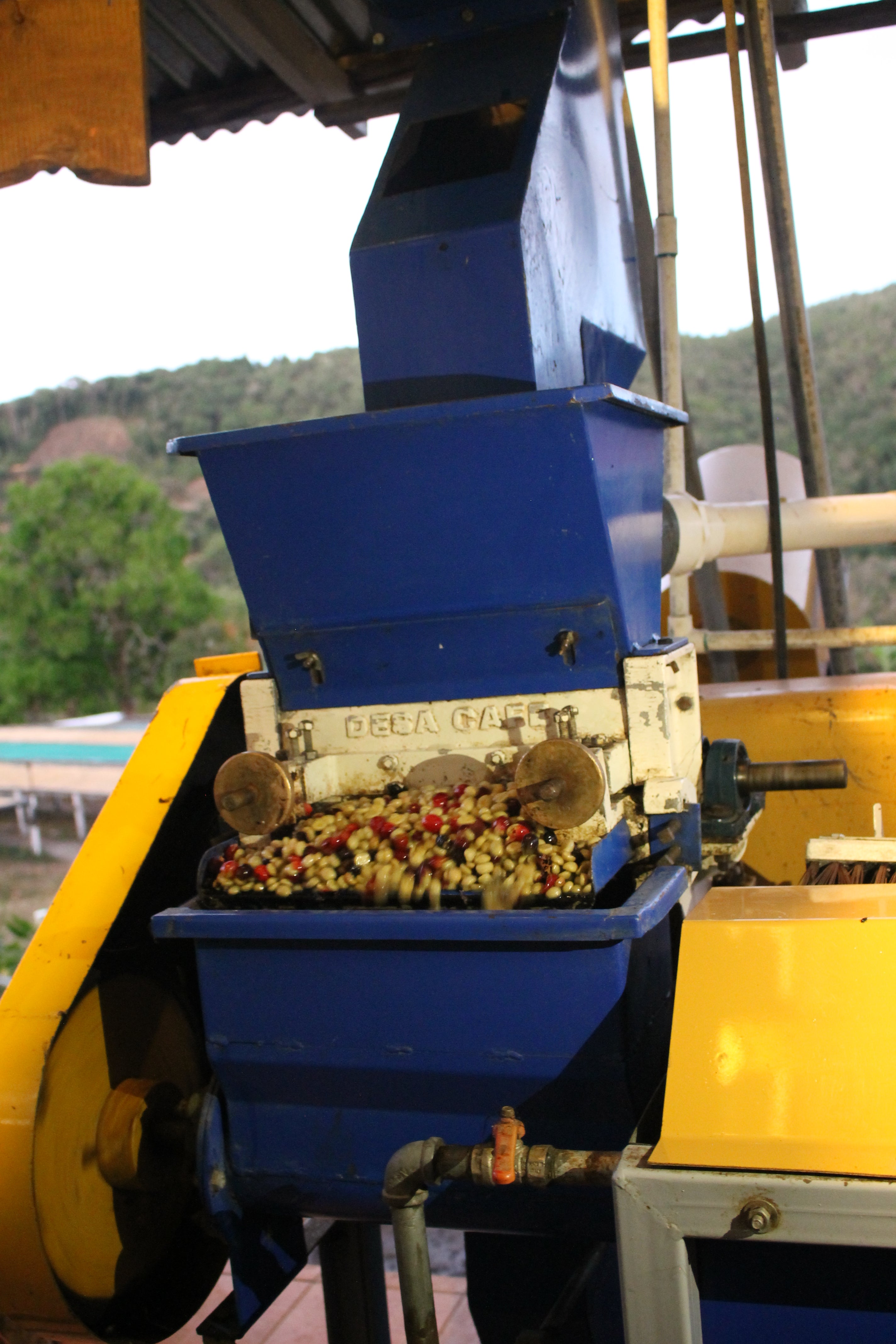 coffee processing milling union coffee costa rica