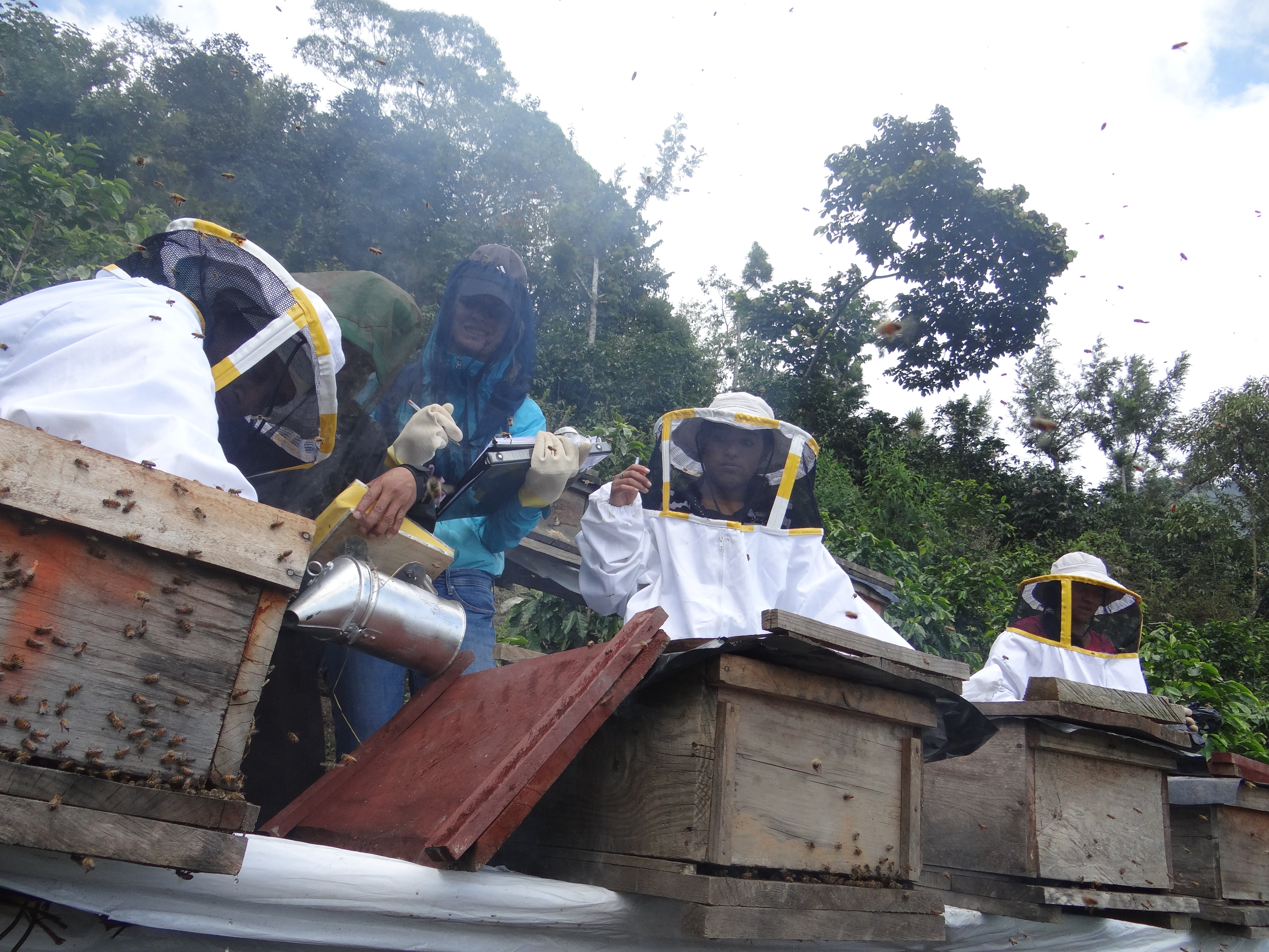 esquipulas bee project honey union coffee