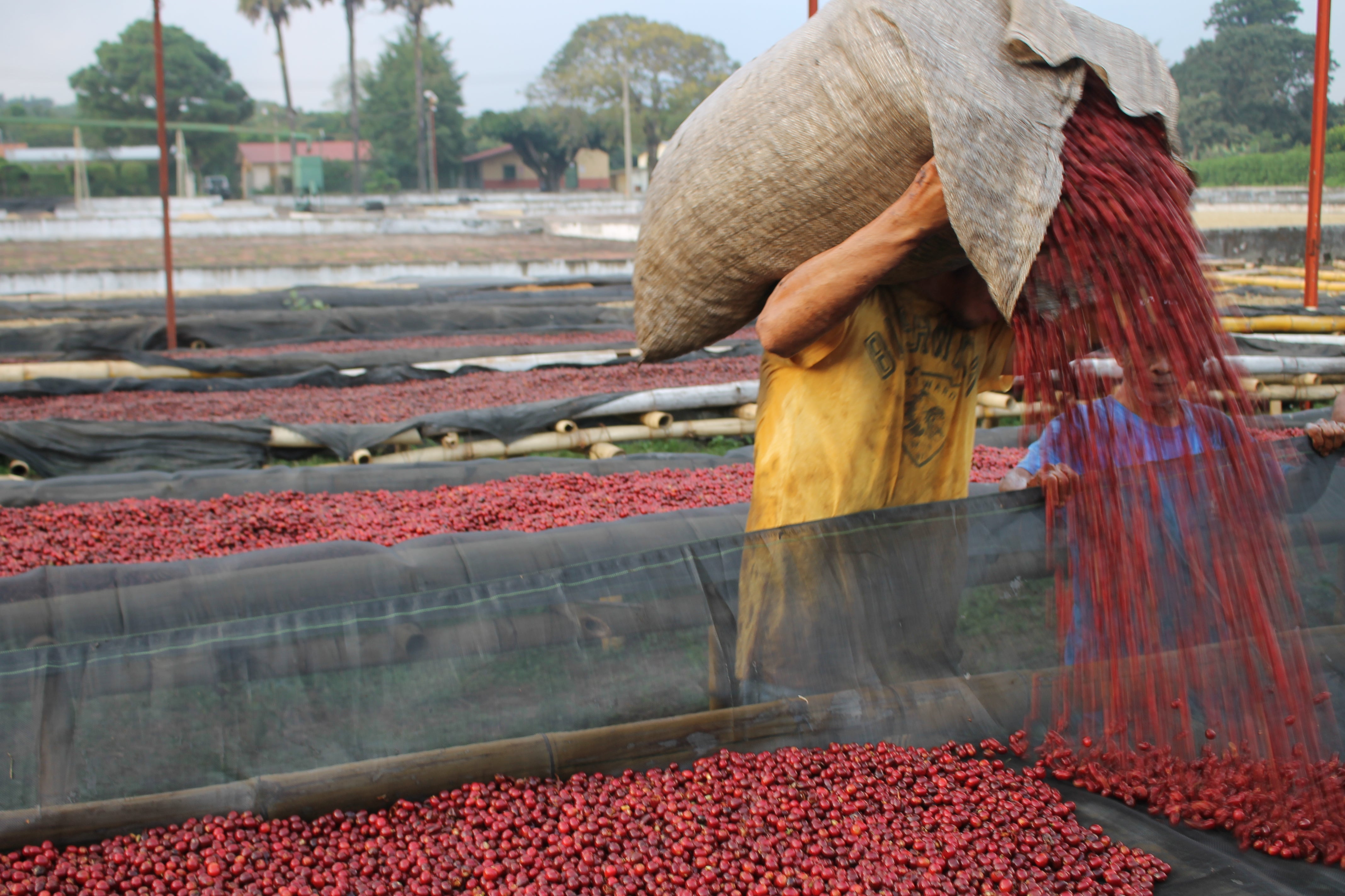 union hand roasted coffee international coffee day