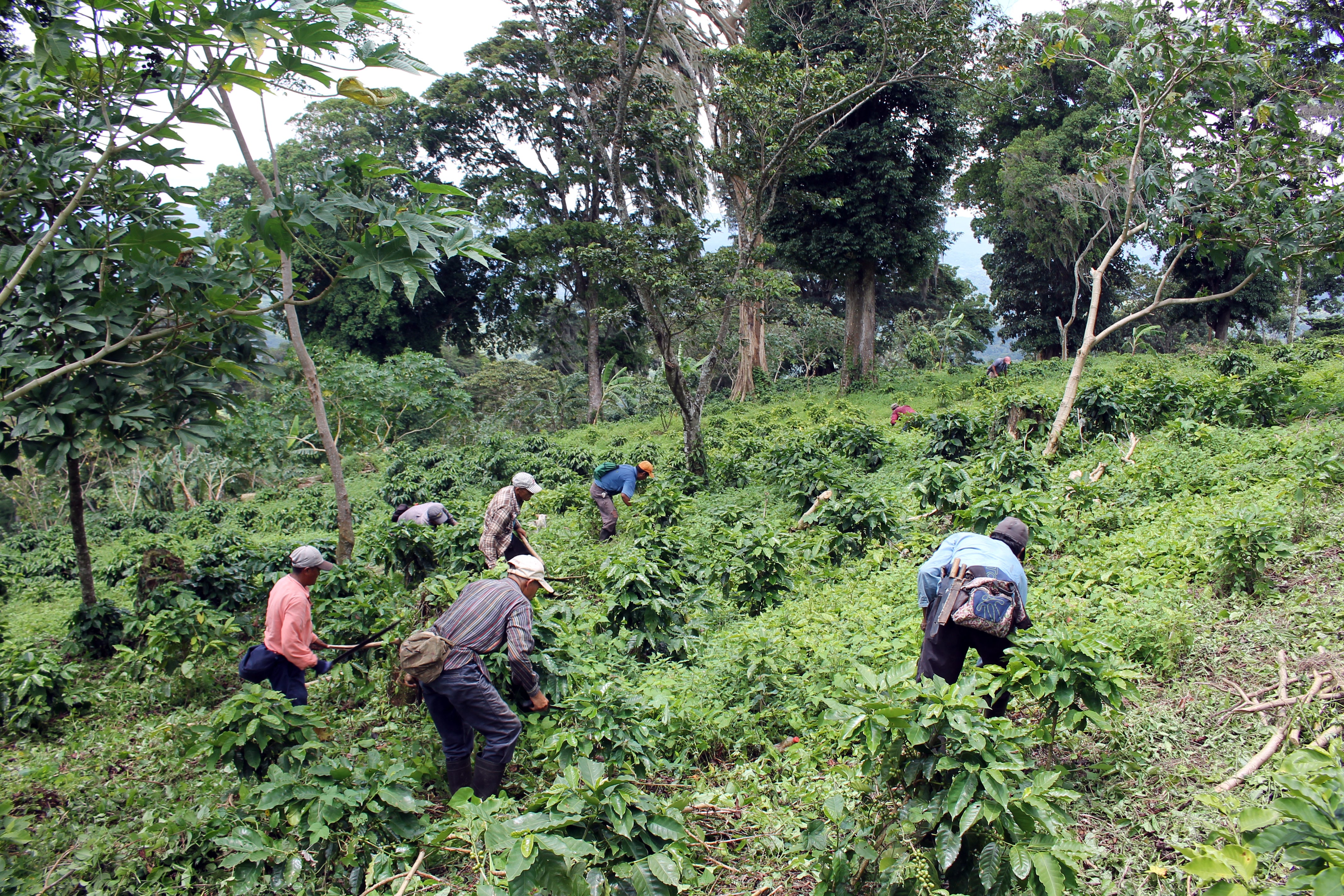 union hand roasted coffee crisis international coffee day nicaragua