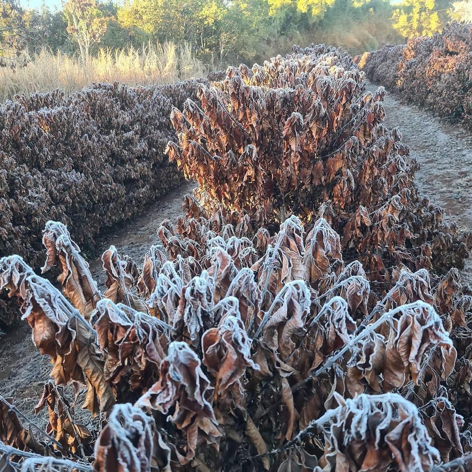 Coffee frost Brazil