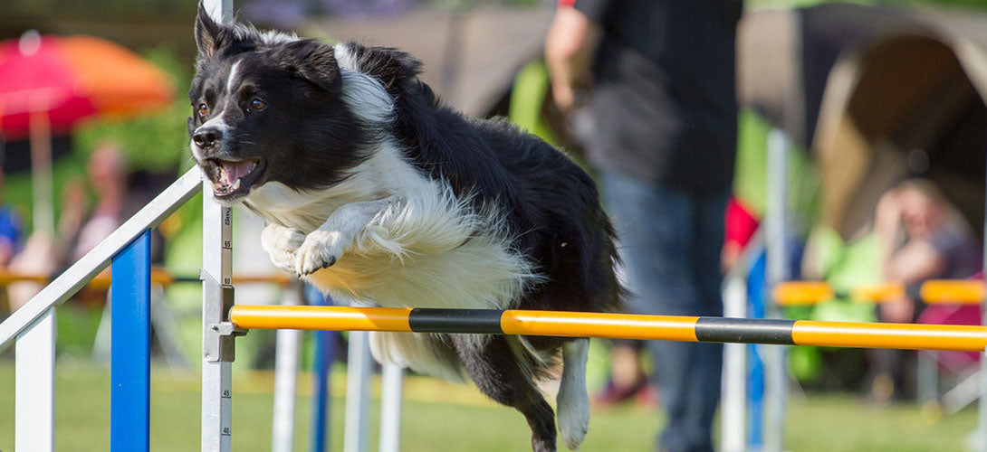 Agility-Parcours selber bauen? Es geht doch einfacher