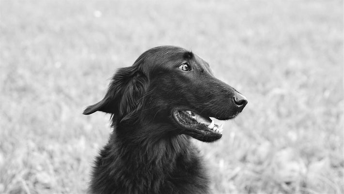 sengetøj Hubert Hudson Dodge Blasenentzündung Hund: Wie kannst du deinem Hund helfen?
