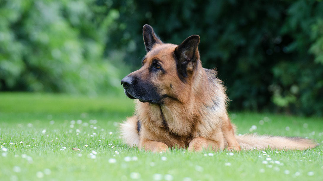 Degenerative Myelopathie bei Hunden welche Lebenserwartung?