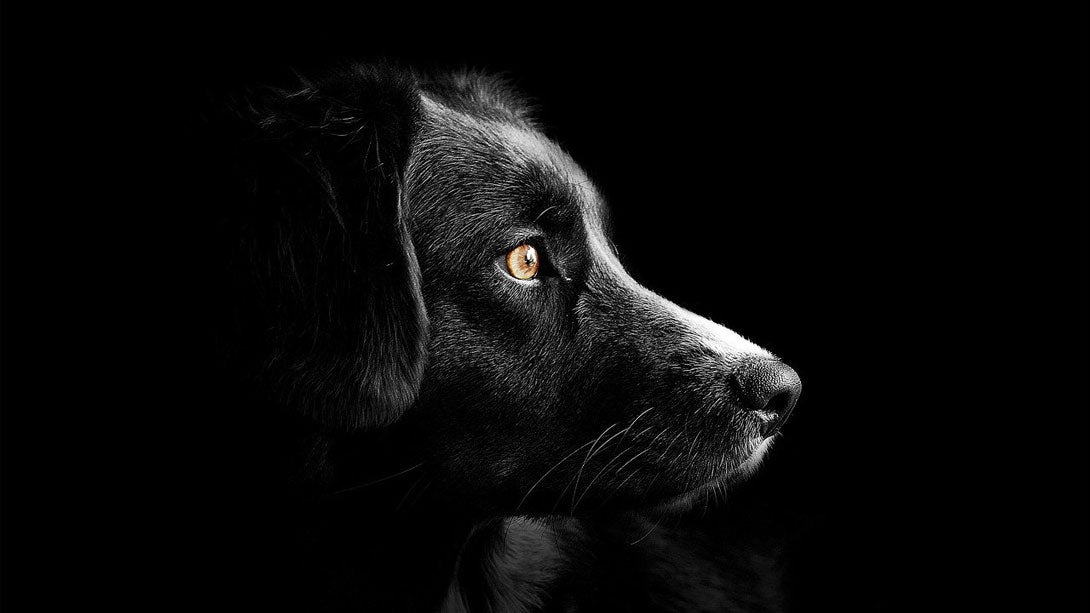 Epilepsie beim Hund Formen, Auslöser und was tun?