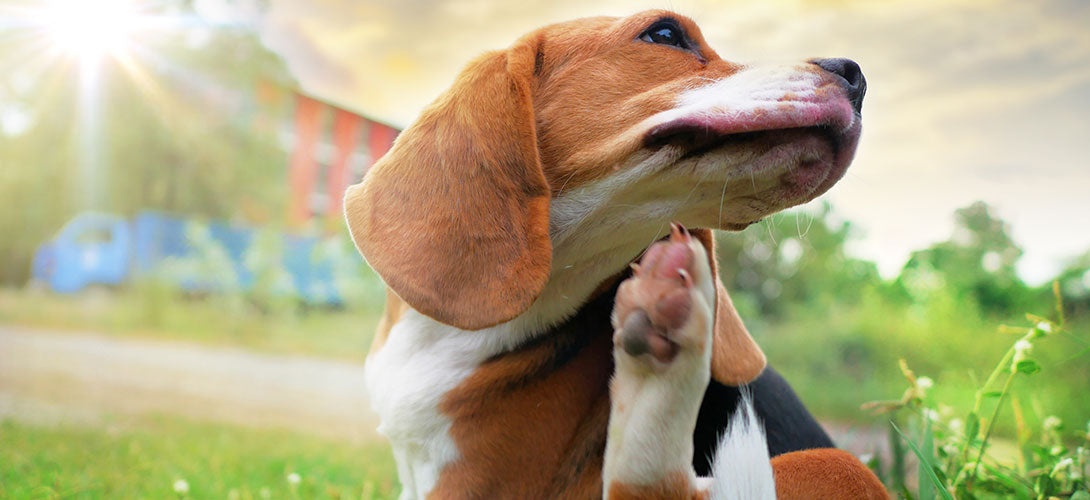 Flöhe beim Hund Arten, Vermehrung und Folgen